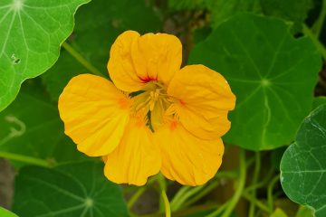 nasturtium